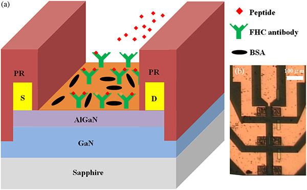 IgG antibody sensor
