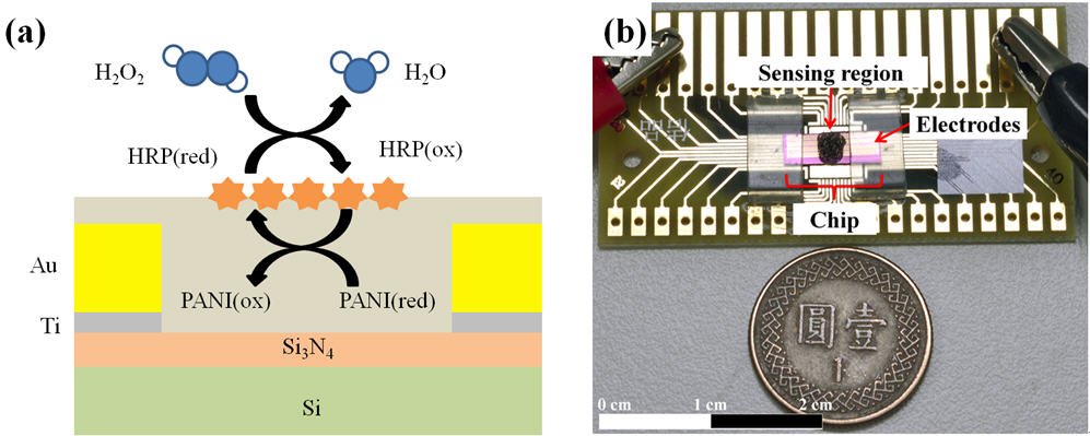 Hydrogen peroxide sensor